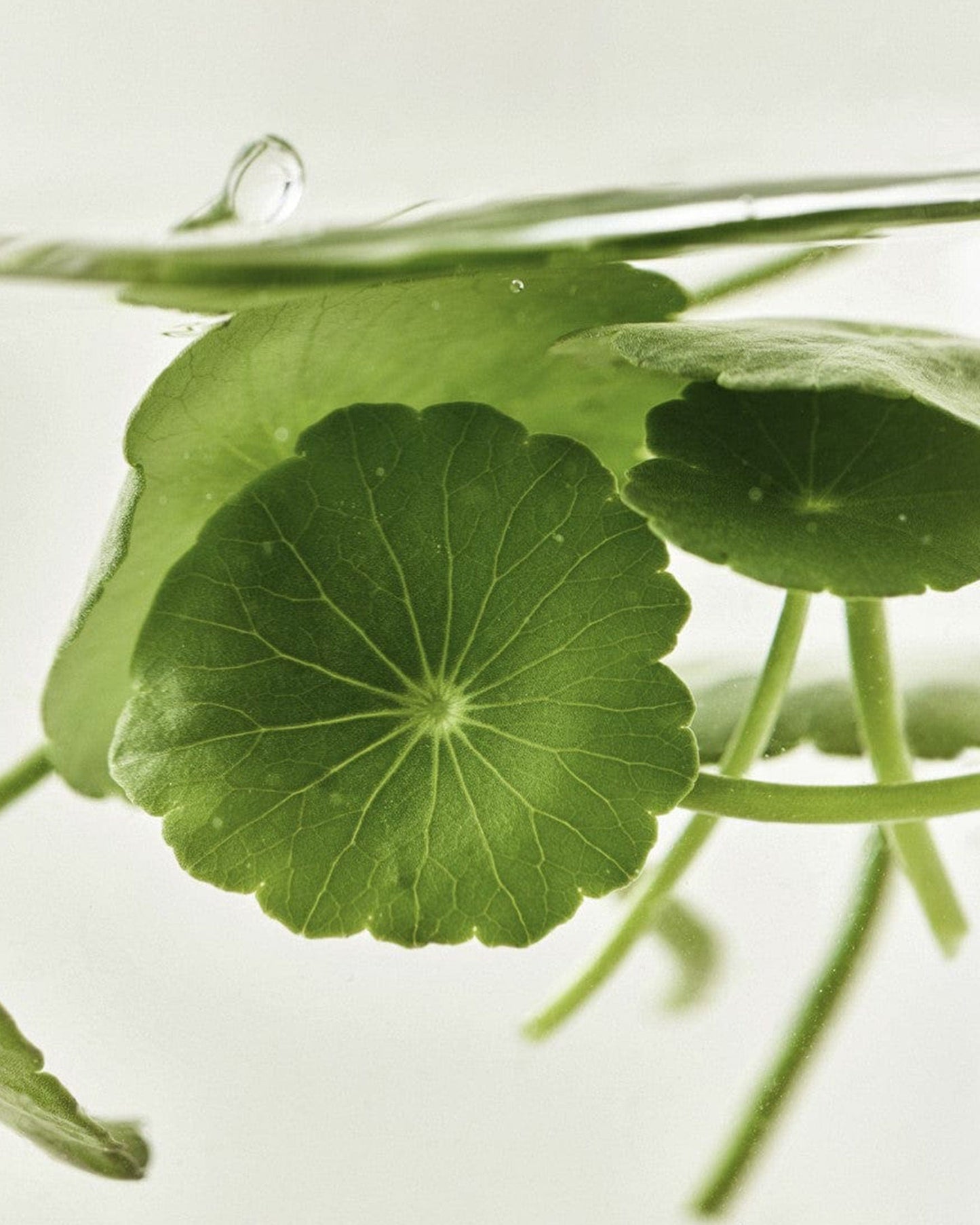 Light On Serum : Centella + Vita C 30ml