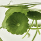 Light On Serum: Centella + Vita C 30ml