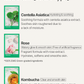 Energy Sheet Masks (10 types)