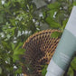 Mugwort Calming Cream 50ml